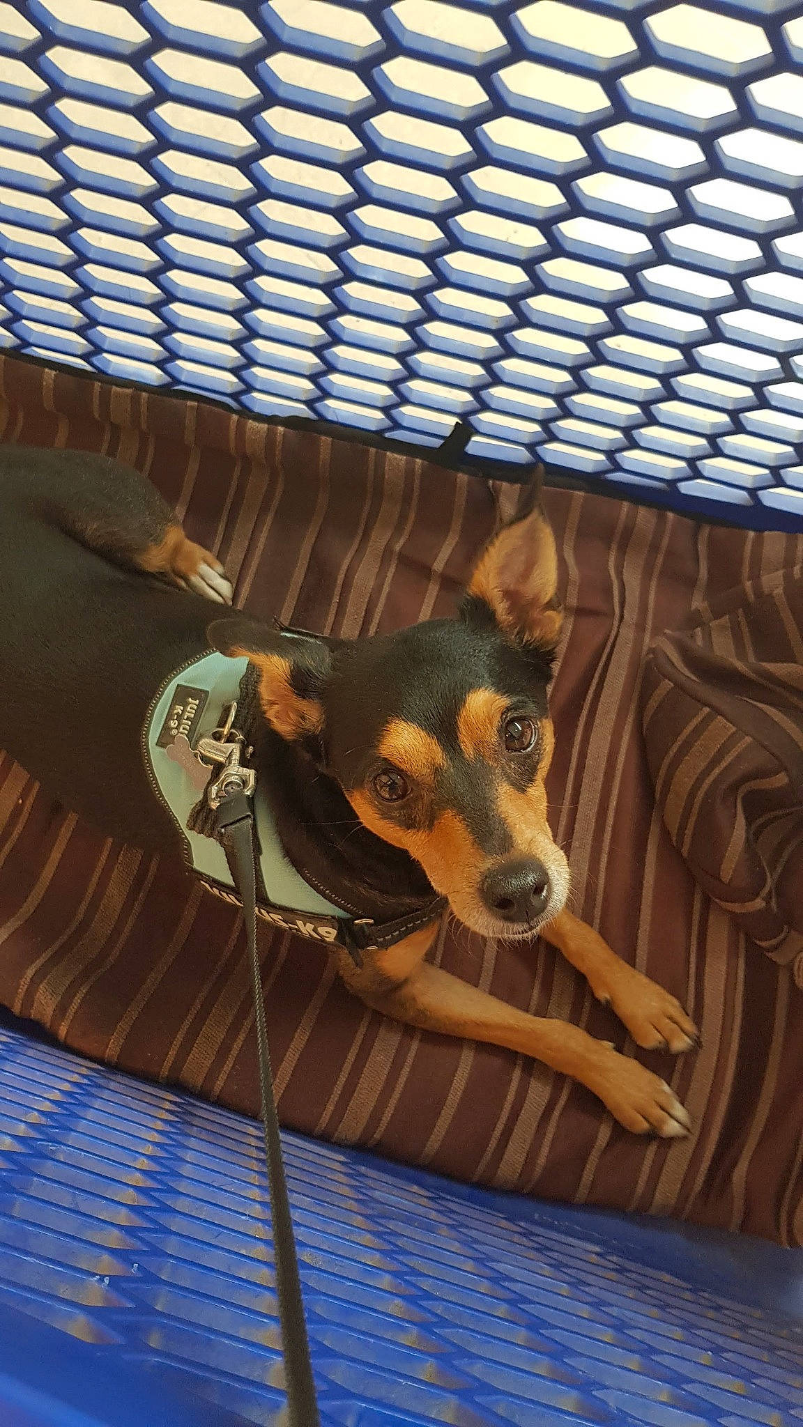 Junior participe au concours pour gagner de l'argent avec cette photo : canidae, carnivore, collar, comfort, companion_dog, dog, dog_breed, dog_supply, fawn, guard_dog, hound, mesh, metal, pet_supply, pinscher, snout, sporting_group, toy_dog, wood, working_animal