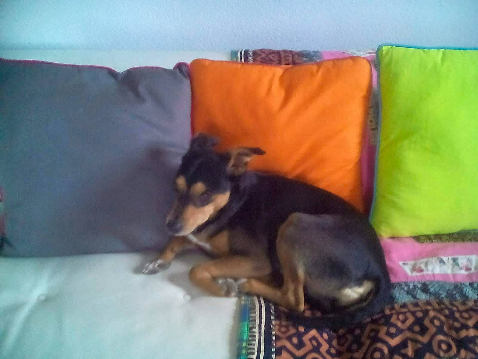 Juju participe au concours pour gagner de l'argent avec cette photo : canidae, carnivore, comfort, companion_dog, couch, dog, dog_breed, dog_supply, fawn, fur, guard_dog, linens, pillow, room, sporting_group, studio_couch, terrestrial_animal, throw_pillow, toy_dog, working_animal