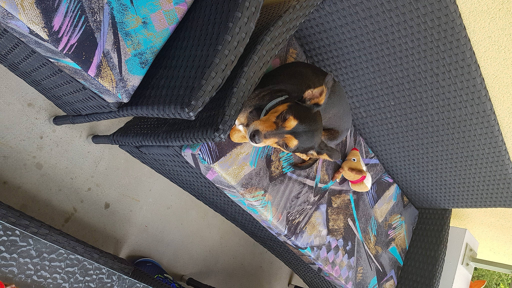 Juju participe au concours pour gagner de l'argent avec cette photo : art, bag, brown, canidae, carnivore, comfort, companion_dog, dog, dog_breed, linens, luggage_and_bags, pattern, room, sporting_group, visual_arts