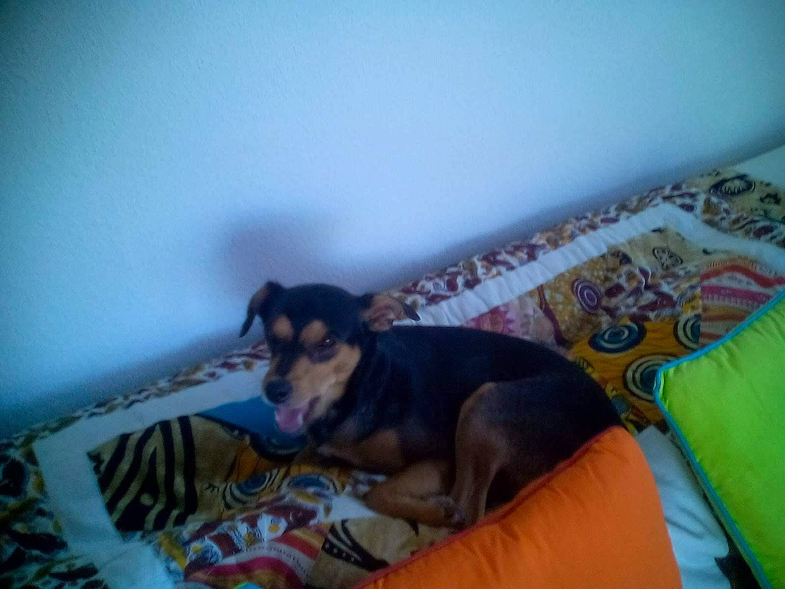 Juju participe au concours pour gagner de l'argent avec cette photo : carnivore, comfort, companion_dog, couch, dog, dog_breed, dog_supply, flooring, linens, paw, pet_supply, room, sporting_group, toy_dog, working_animal, working_dog