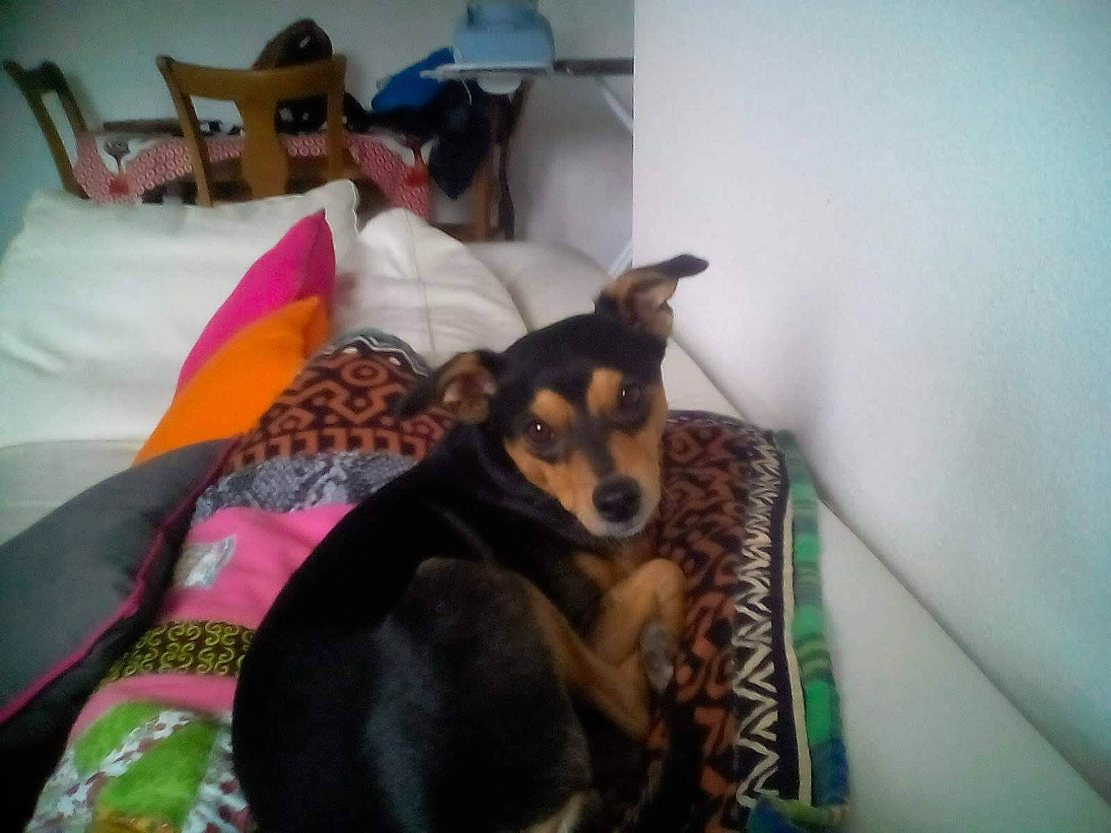 Juju a rejoint le concours — aidez-le/la à gagner de superbes lots ! canidae, carnivore, comfort, companion_dog, dog, dog_breed, dog_supply, fawn, fur, guard_dog, hat, linens, pinscher, room, snout, sporting_group, sun_hat, toy, toy_dog, working_animal