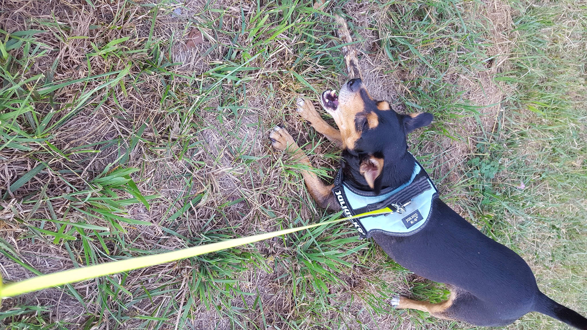 Junior a rejoint le concours — aidez-le/la à gagner de superbes lots ! adventure, canidae, carnivore, companion_dog, dog, dog_breed, dog_supply, fashion_accessory, fawn, grass, groundcover, leash, leisure, personal_protective_equipment, plant, recreation, sporting_group, t_shirt, toy_dog, working_animal