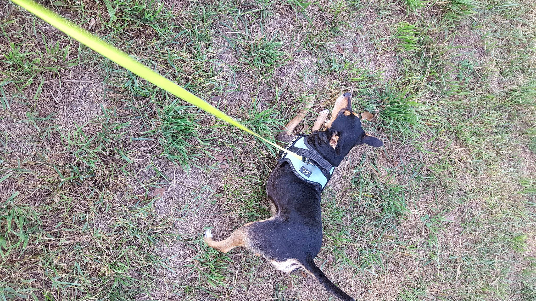 Junior participe au concours pour gagner de l'argent avec cette photo : adventure, canidae, carnivore, collar, dog, dog_breed, fun, grass, leash, leisure, plant, recreation, rock_climbing_equipment, rope, shadow, soil, sport_climbing, sporting_group, tail, tracking_trial