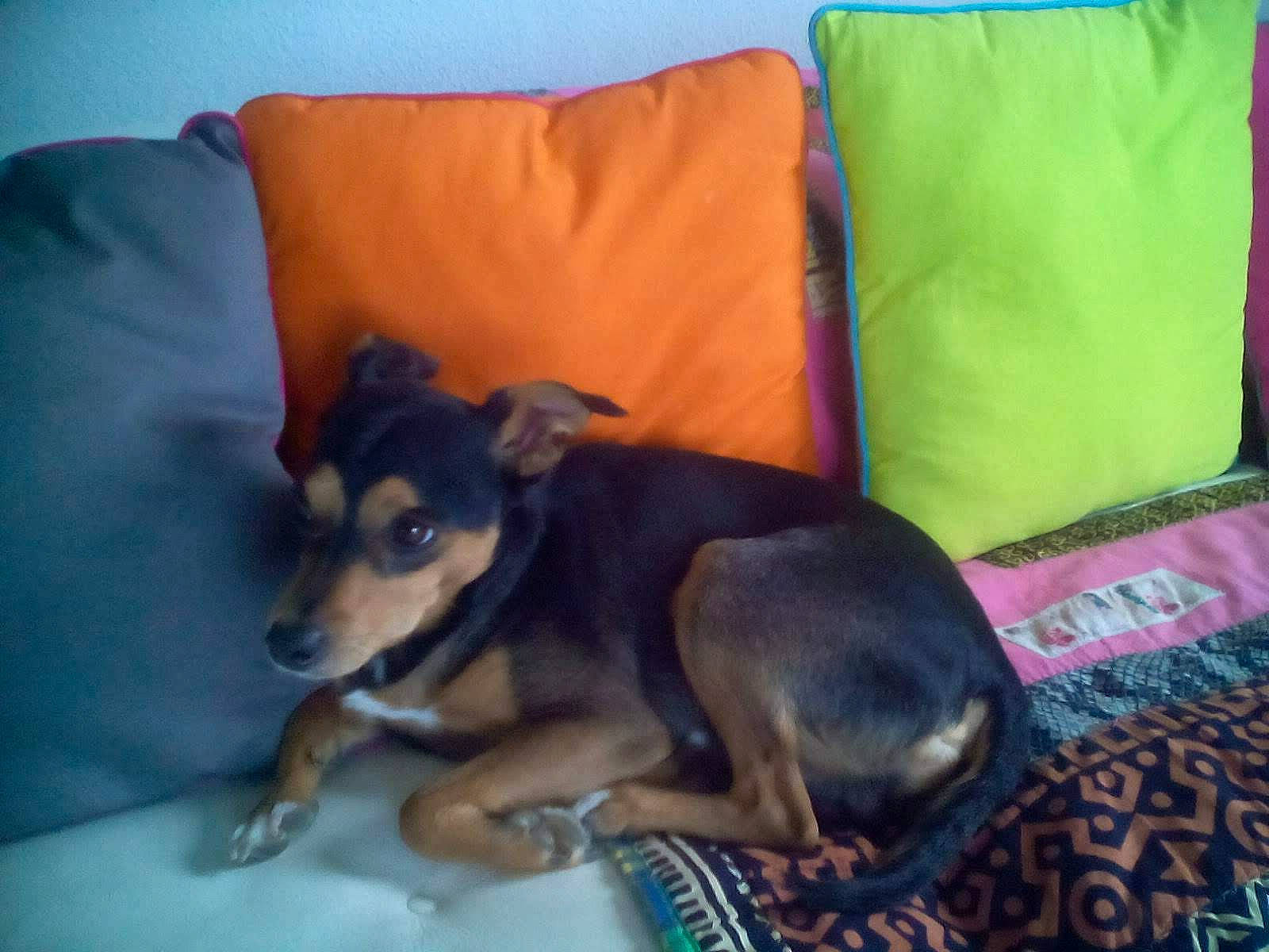 Junior a rejoint le concours — aidez-le/la à gagner de superbes lots ! canidae, carnivore, chihuahua, comfort, companion_dog, couch, dog, dog_breed, dog_supply, fawn, fur, linens, paw, pillow, snout, sporting_group, terrestrial_animal, throw_pillow, toy_dog, working_animal