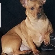 Tinka joined the competition — help win amazing prizes! alert, animal, canine, companion, cute, dog, domestic_animal, ears, fur, home, indoor, leather_couch, paw, pet, relaxed, resting, sitting, small_dog, snout, tan_dog