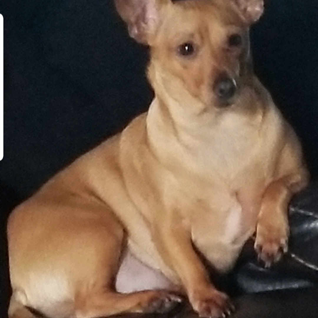 Tinka