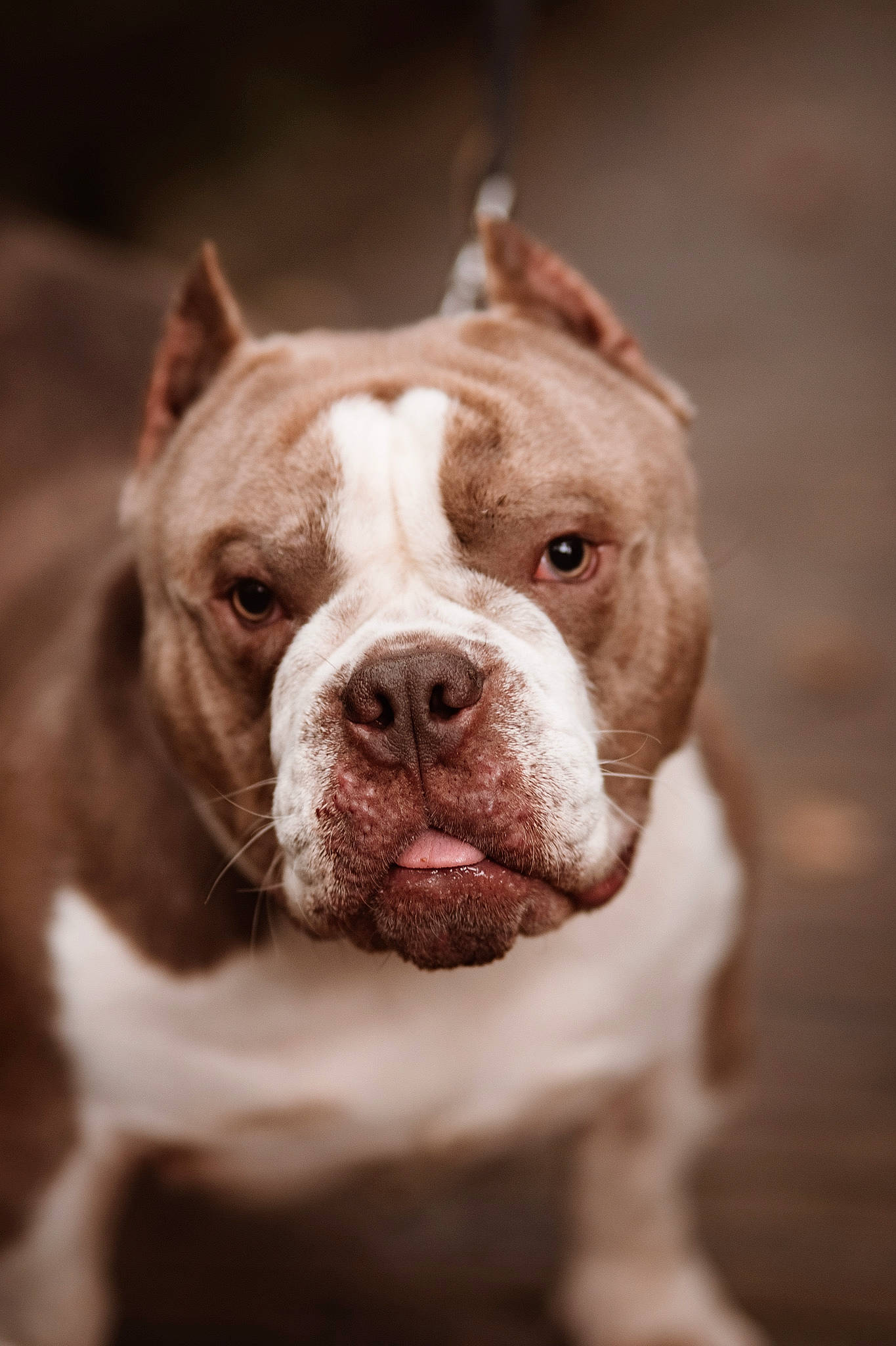 Brick is registered to the contest to win money with this photo: bulldog, canidae, carnivore, close_up, companion_dog, dog, dog_breed, dog_collar, fawn, grass, liver, molosser, non_sporting_group, snout, sporting_group, terrestrial_animal, whiskers, working_animal, working_dog, wrinkle
