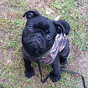 Cosmo is registered to the contest to win money with this photo: animal, black_dog, camouflage, collar, curious, cute, dog, ears, eyes, face, grass, jacket, leash, nose, outdoor, pet, pug, puppy, sitting, small_dog