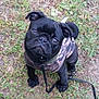 animal, black_dog, camouflage, collar, curious, cute, dog, ears, eyes, face, grass, jacket, leash, nose, outdoor, pet, pug, puppy, sitting, small_dog