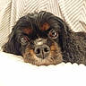 dog, puppy, black_and_tan, fluffy, close_up, portrait, face, eyes, nose, lying_down, blanket, cushion, indoors, cozy, cute, adorable, pet, canine, fur, relaxed