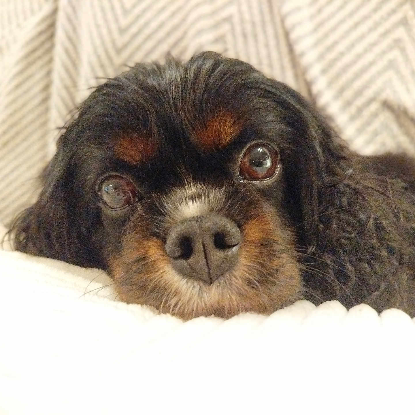 Roxy a rejoint le concours — aidez-le/la à gagner de superbes lots ! dog, puppy, black_and_tan, fluffy, close_up, portrait, face, eyes, nose, lying_down, blanket, cushion, indoors, cozy, cute, adorable, pet, canine, fur, relaxed