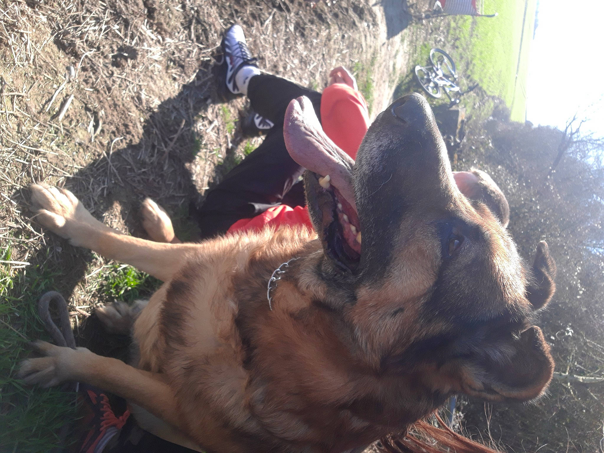 Dreck a rejoint le concours — aidez-le/la à gagner de superbes lots ! adventure, canidae, carnivore, collar, dog, dog_breed, dog_collar, fawn, liver, organism, pack_animal, pet_supply, plant, snout, soil, sporting_group, tail, terrestrial_animal, wildlife, working_animal