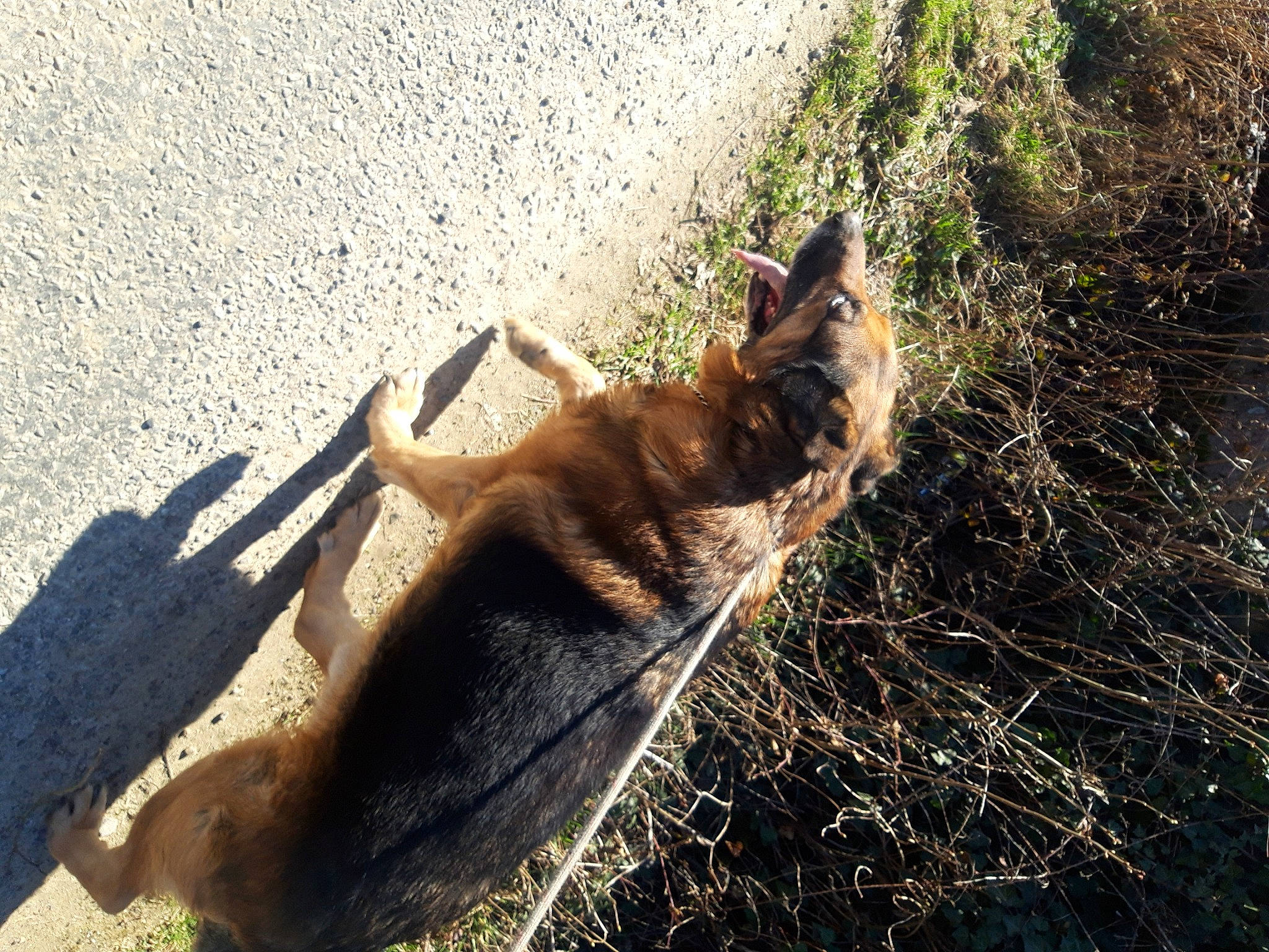 Dreck participe au concours pour gagner de l'argent avec cette photo : asphalt, carnivore, dog_breed, fawn, felidae, fur, grass, paw, road_surface, shadow, small_to_medium_sized_cats, snout, soil, sporting_group, sunlight, tail, terrestrial_animal, tints_and_shades, trunk, wood