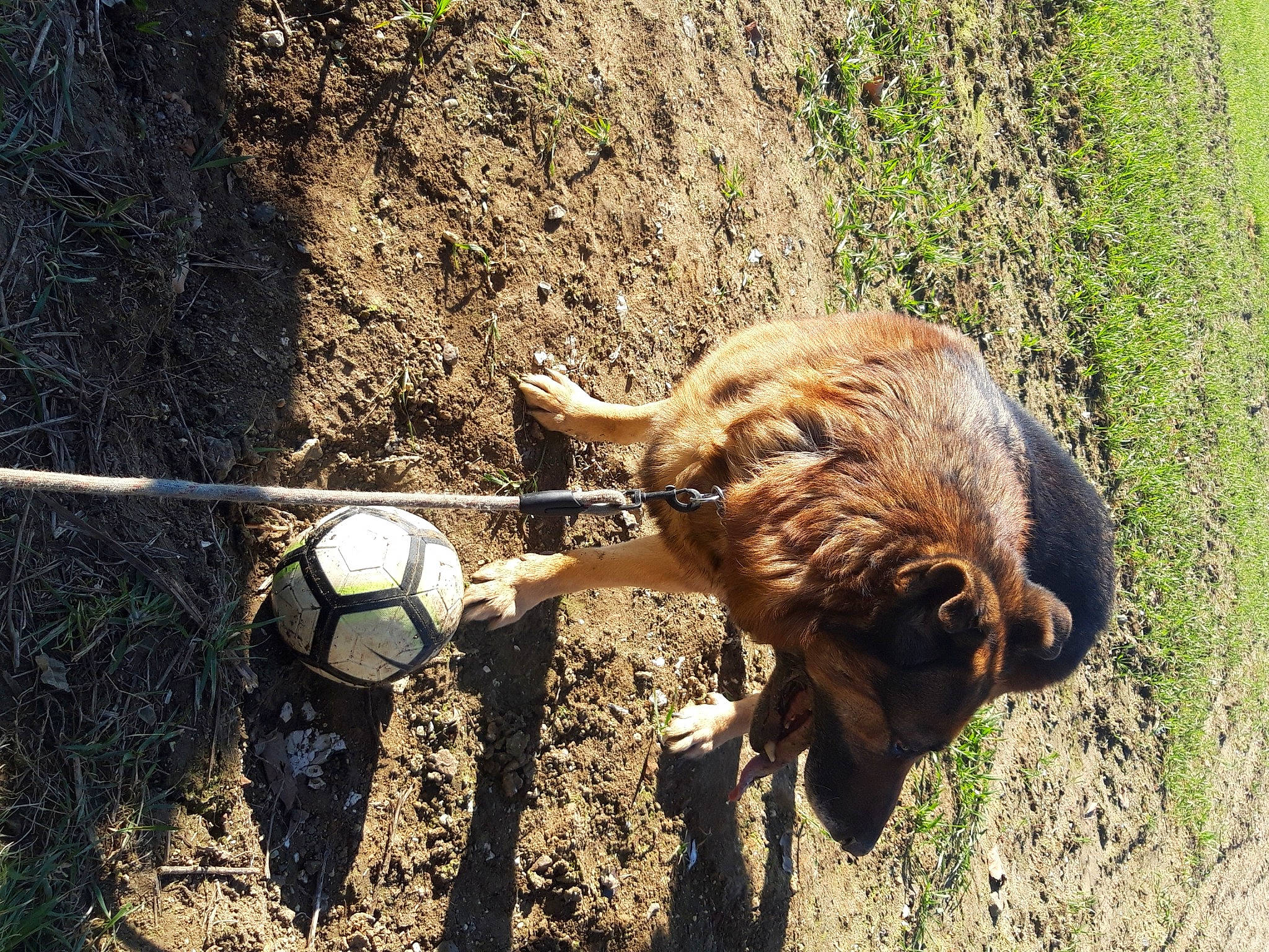 Dreck participe au concours pour gagner de l'argent avec cette photo : bovine, bull, event, fawn, goat, grass, grazing, horn, landscape, livestock, pack_animal, snout, soil, sporting_group, tail, terrestrial_animal, wildlife, wood, working_animal, wrinkle