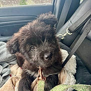 Maeva Bear joined the competition — help win amazing prizes! puppy, dog, black_dog, pet, car_seat, blanket, leash, window, rain, seatbelt, cozy, cute, furry, indoor, animal, young_dog, looking_up, car_interior, soft_texture, resting