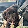 puppy, dog, black_dog, pet, car_seat, blanket, leash, window, rain, seatbelt, cozy, cute, furry, indoor, animal, young_dog, looking_up, car_interior, soft_texture, resting