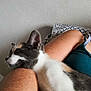 cat, calico, resting, arm, person, indoor, relaxation, fur, whiskers, closeup, sleeping, nap, comfort, human, skin, texture, casual, cuddle, pet, companion