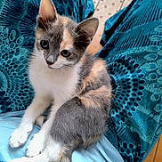 Ariel participe au concours pour gagner de l'argent avec cette photo : kitten, cat, calico, pet, animal, lap, person, blue_clothing, patterned_pants, fur, whiskers, ears, tail, indoor, cute, young_animal, sitting, curious, soft_texture, domestic_cat