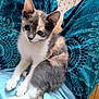 kitten, cat, calico, pet, animal, lap, person, blue_clothing, patterned_pants, fur, whiskers, ears, tail, indoor, cute, young_animal, sitting, curious, soft_texture, domestic_cat