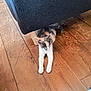 cat, kitten, calico, stretching, wooden_floor, indoor, furniture, couch, relaxed, pet, animal, cute, small, cozy, quiet, resting, domestic, feline, flooring, leg