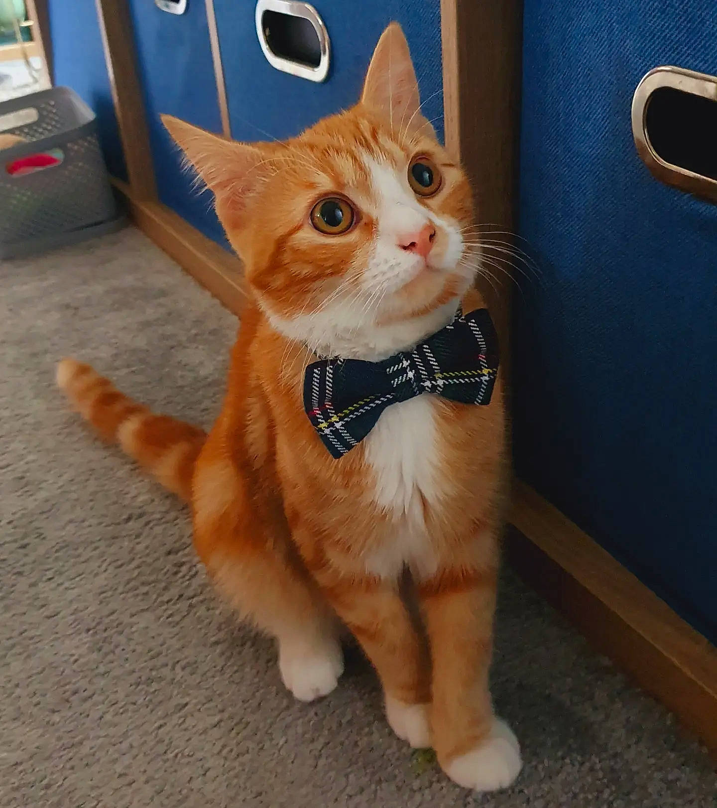 Jude joined the competition — help win amazing prizes! carnivore, cat, claw, collar, domestic_short_haired_cat, eye, fawn, felidae, flooring, foot, fur, paw, sitting, small_to_medium_sized_cats, snout, tail, terrestrial_animal, whiskers, wood