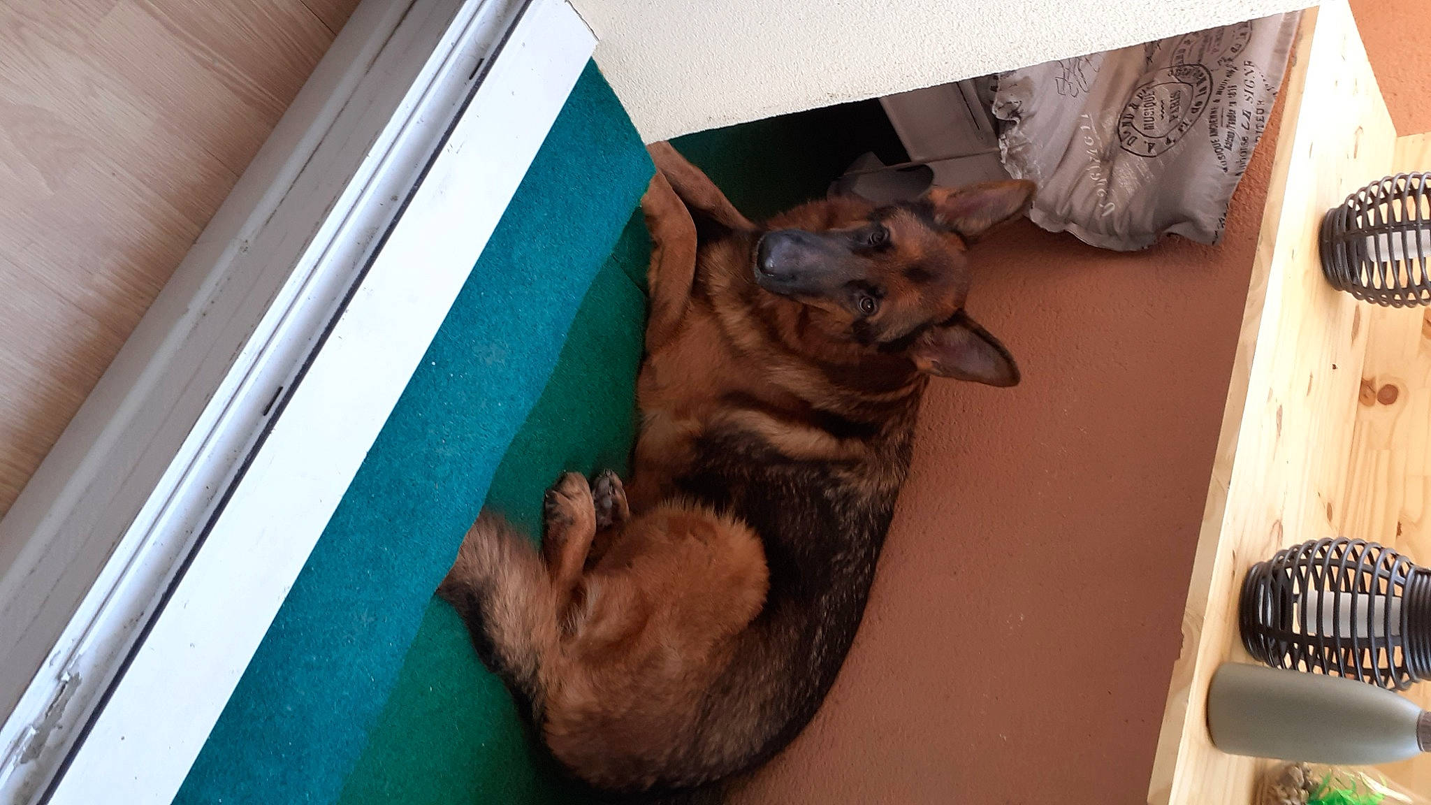 Omaley participe au concours pour gagner de l'argent avec cette photo : canidae, carnivore, comfort, companion_dog, dog, dog_breed, ear, fawn, felidae, flooring, fur, german_shepherd_dog, gesture, liver, paw, snout, sporting_group, window, wood, working_animal