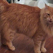 Monkey is registered to the contest to win money with this photo: animal, blurred, brown, cat, domestic_cat, ears, feline, fluffy_fur, four_legs, furry, household, indoor, low_quality, mammal, orange_tabby, pet, standing, tail, whiskers, wooden_floor