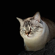 Ginger joined the competition — help win amazing prizes! cat, blue_eyes, striped_fur, close_up, portrait, animal, pet, feline, whiskers, ears, soft_lighting, dark_background, calm, sitting, indoor, cute, mammal, furry, focused, domestic_cat