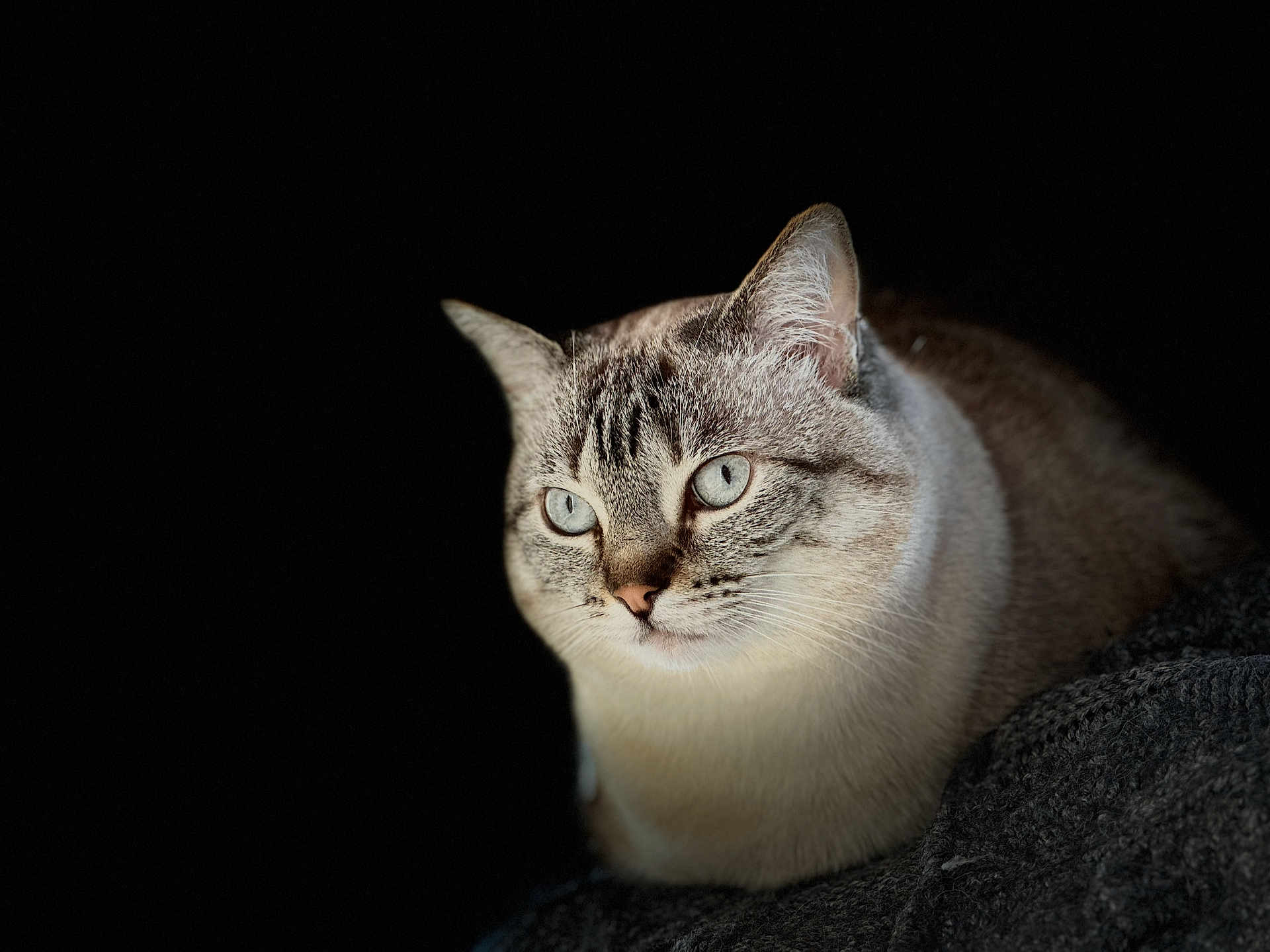 Ginger joined the competition — help win amazing prizes! cat, blue_eyes, striped_fur, close_up, portrait, animal, pet, feline, whiskers, ears, soft_lighting, dark_background, calm, sitting, indoor, cute, mammal, furry, focused, domestic_cat