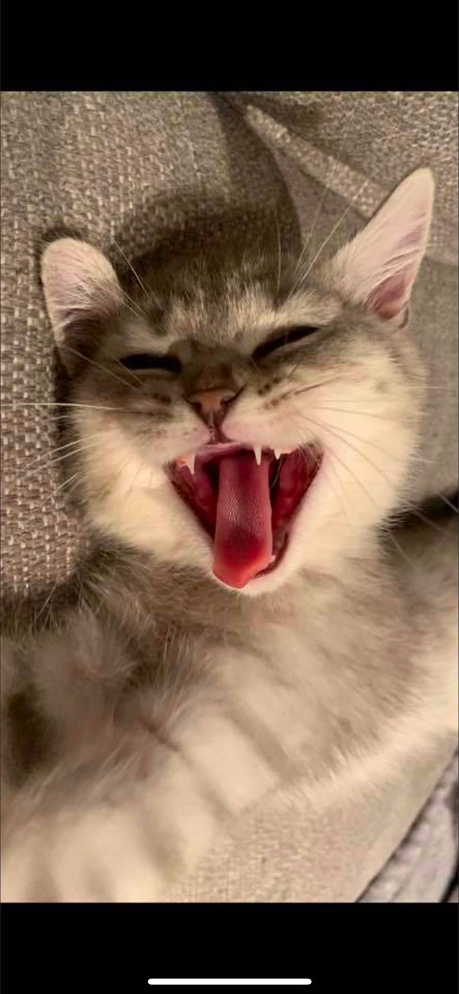 Eric is registered to the contest to win money with this photo: carnivore, cat, domestic_short_haired_cat, eye, fang, felidae, fur, happy, jaw, paw, roar, shout, small_to_medium_sized_cats, smile, snout, terrestrial_animal, tongue, tooth, whiskers, yawn