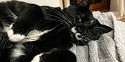 Luna a rejoint le concours — aidez-le/la à gagner de superbes lots ! cat, tuxedo_cat, black_and_white, whiskers, green_eyes, lying_down, blanket, indoor, cozy, relaxed, fur, pet, animal, window, curtains, soft_texture, resting, close_up, domestic_cat, sleepy