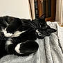 cat, tuxedo_cat, black_and_white, whiskers, green_eyes, lying_down, blanket, indoor, cozy, relaxed, fur, pet, animal, window, curtains, soft_texture, resting, close_up, domestic_cat, sleepy