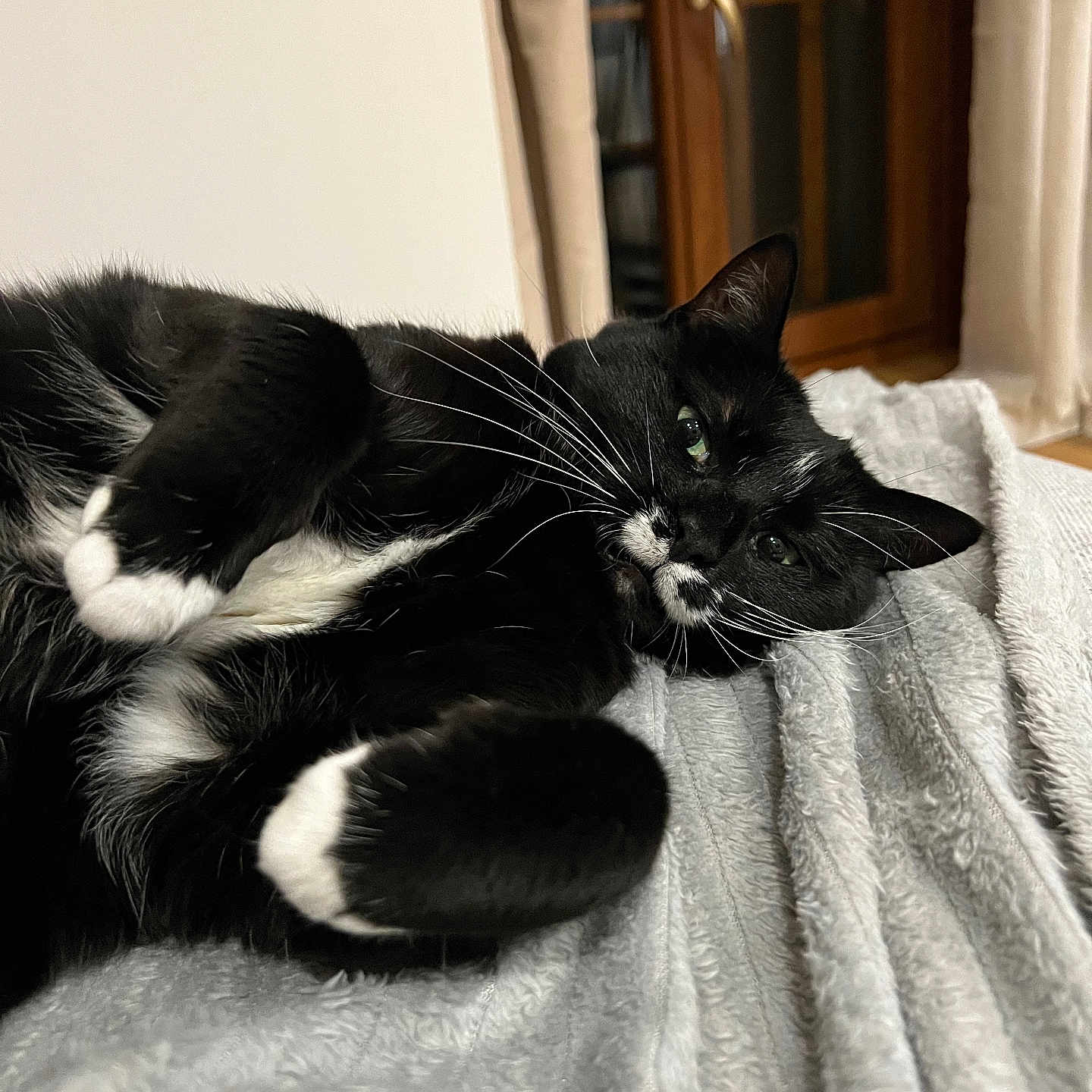 Luna a rejoint le concours — aidez-le/la à gagner de superbes lots ! animal, black_and_white, blanket, cat, close_up, cozy, curtains, domestic_cat, fur, green_eyes, indoor, lying_down, pet, relaxed, resting, sleepy, soft_texture, tuxedo_cat, whiskers, window