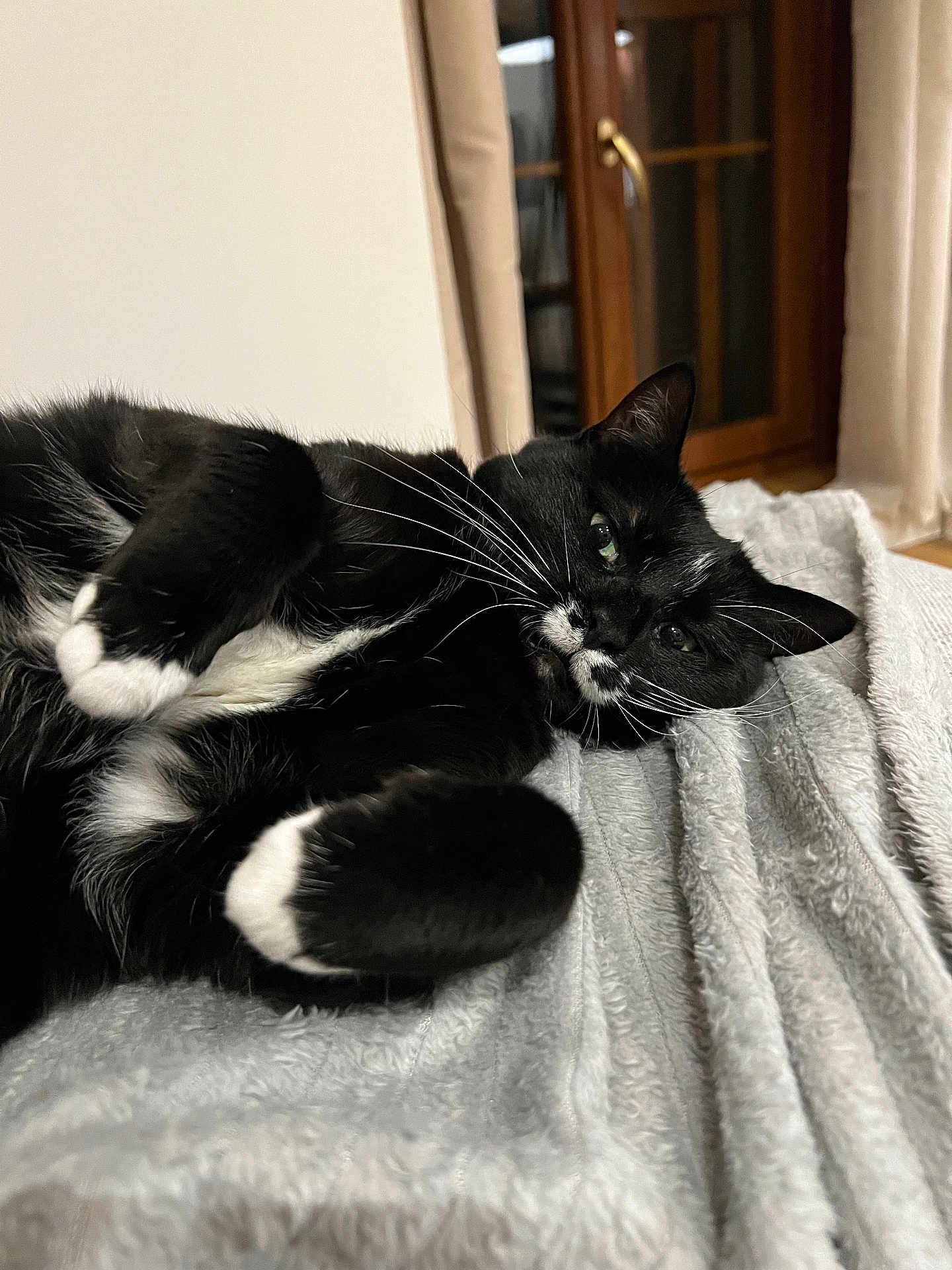 Luna a rejoint le concours — aidez-le/la à gagner de superbes lots ! cat, tuxedo_cat, black_and_white, whiskers, green_eyes, lying_down, blanket, indoor, cozy, relaxed, fur, pet, animal, window, curtains, soft_texture, resting, close_up, domestic_cat, sleepy