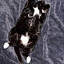 Luna participe au concours pour gagner de l'argent avec cette photo : cat, black_and_white, lying_down, fluffy_blanket, relaxed, indoor, pet, fur, whiskers, paws, tail, cozy, sleepy, animal, cute, domestic, mammal, soft_texture, resting, comfortable