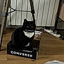 Luna a rejoint le concours — aidez-le/la à gagner de superbes lots ! cat, tuxedo_cat, box, converse, indoor, wooden_floor, ladder, cords, power_strip, black_and_white, pet, animal, domestic_cat, flooring, furniture, household, sitting, green_eyes, whiskers, curious
