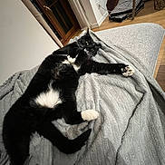 Luna a rejoint le concours — aidez-le/la à gagner de superbes lots ! cat, black_and_white, feline, pet, indoor, blanket, stretching, relaxed, cozy, floor, wooden_floor, paw, whiskers, tail, window, curtains, furniture, home, animal, lying_down