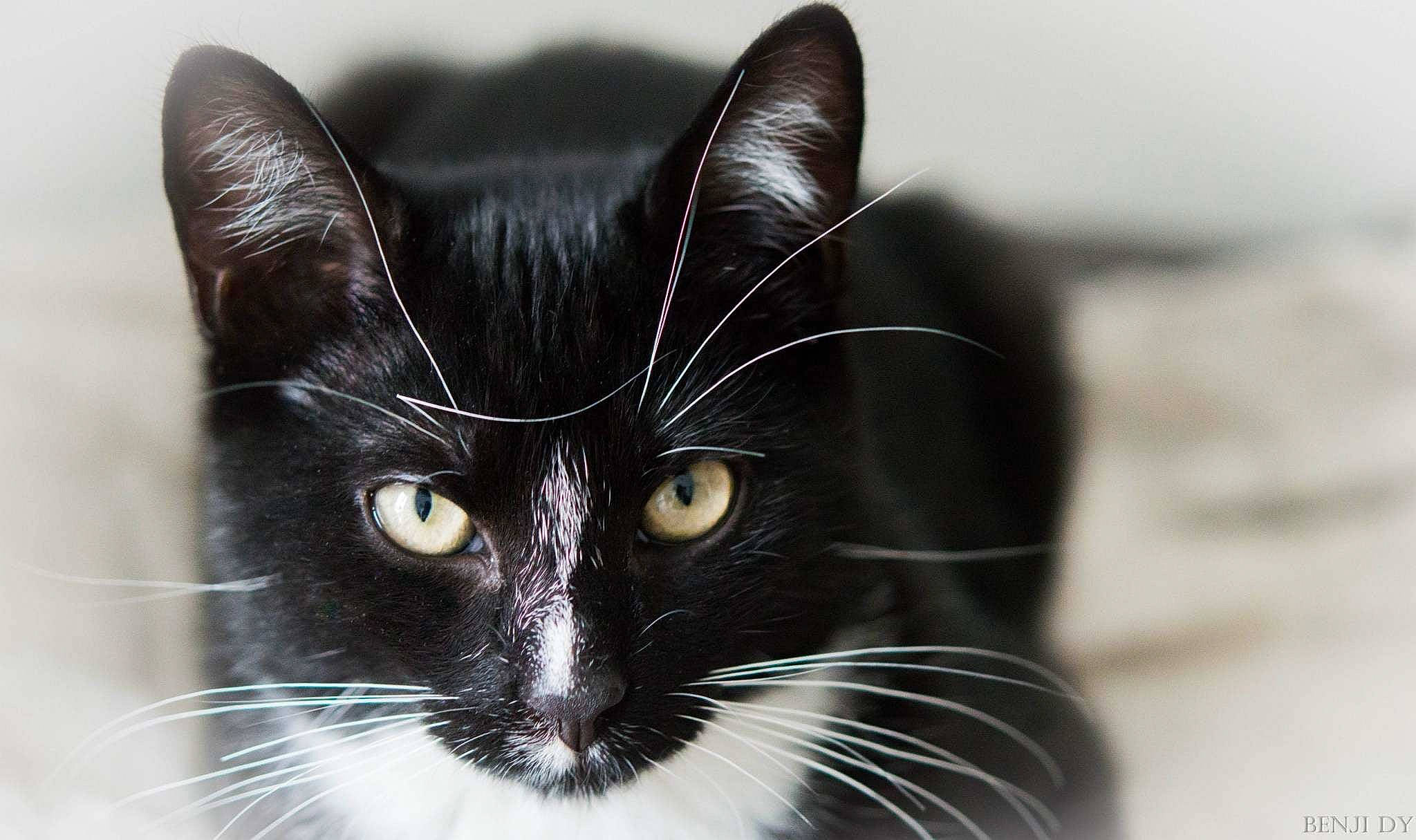 Zéro participe au concours pour gagner de l'argent avec cette photo : asian, black, black_and_white, black_cat, carnivore, cat, close_up, domestic_short_haired_cat, ear, european_shorthair, eye, felidae, fur, kitten, mammal, photography, small_to_medium_sized_cats, snout, style, whiskers