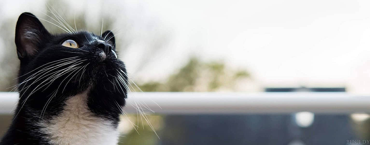 Zéro participe au concours pour gagner de l'argent avec cette photo : black_and_white, black_cat, carnivore, cat, domestic_long_haired_cat, ear, felidae, fur, kitten, norwegian_forest_cat, small_to_medium_sized_cats, snout, tail, whiskers, window