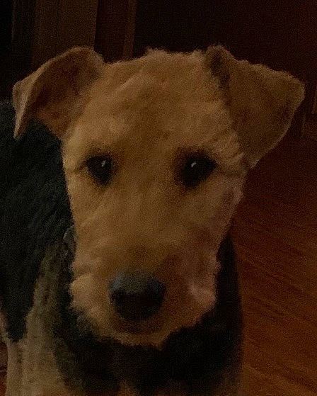 Dexter joined the competition — help win amazing prizes! canidae, carnivore, companion_dog, dog, dog_breed, ear, fawn, fur, non_sporting_group, snout, sporting_group, square, terrestrial_animal, whiskers, wood, working_animal