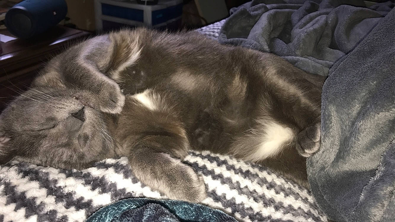 Mya is registered to the contest to win money with this photo: carnivore, cat, claw, comfort, dog_breed, domestic_short_haired_cat, felidae, fur, grey, nap, paw, sleep, small_to_medium_sized_cats, snout, sporting_group, tail, terrestrial_animal, whiskers