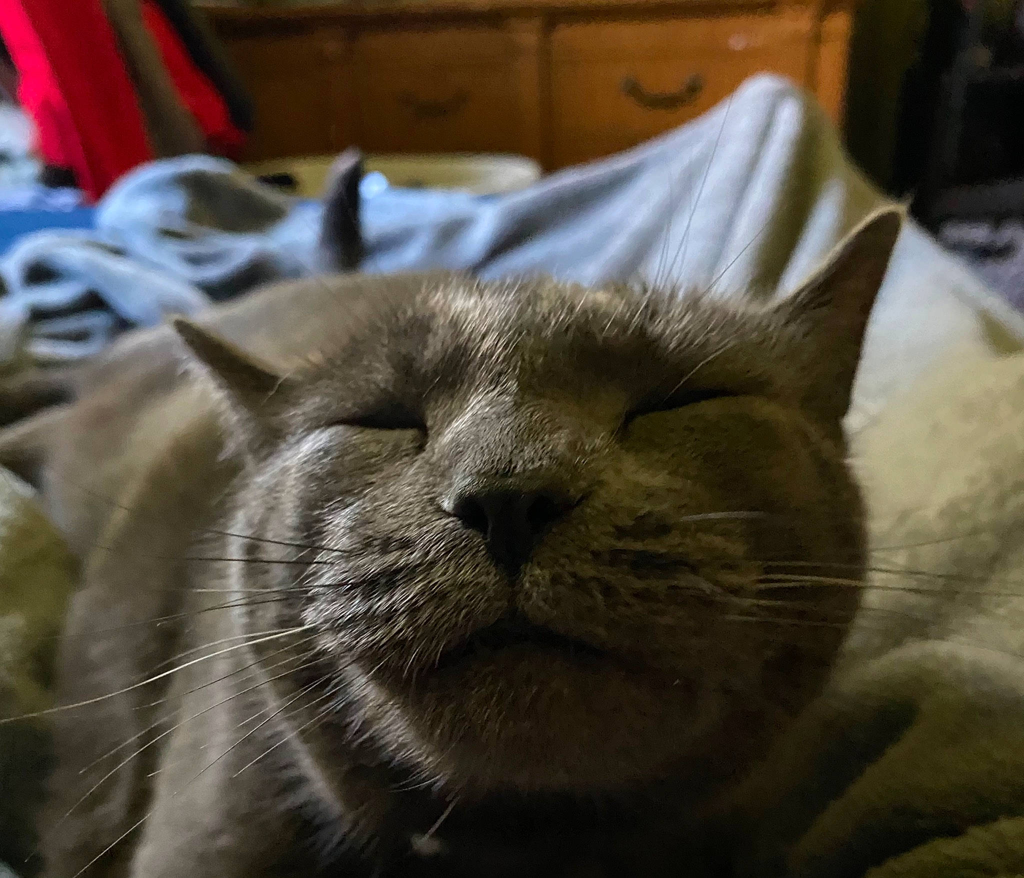 Mya joined the competition — help win amazing prizes! carnivore, cat, comfort, domestic_short_haired_cat, felidae, fur, grey, linens, nap, sleep, small_to_medium_sized_cats, snout, terrestrial_animal, whiskers