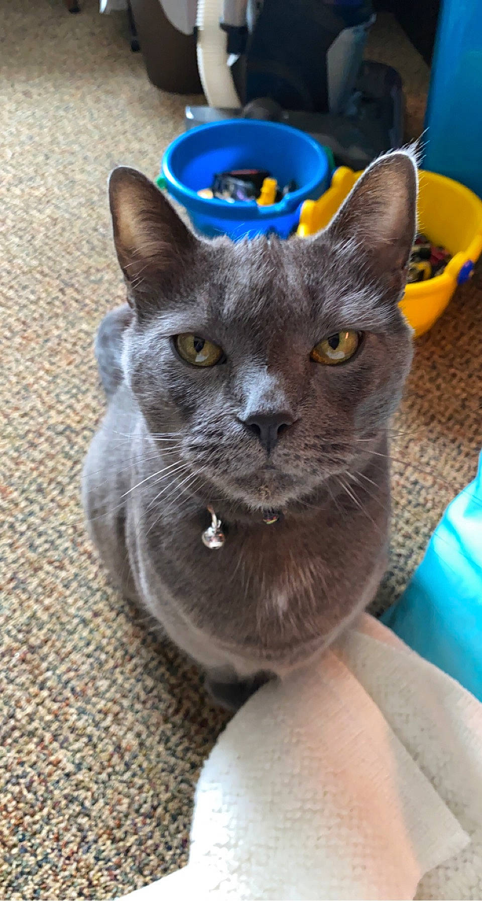 Mya joined the competition — help win amazing prizes! art, blue, carnivore, cat, cat_supply, clay, domestic_short_haired_cat, electric_blue, fawn, felidae, russian_blue, small_to_medium_sized_cats, snout, terrestrial_animal, whiskers, window