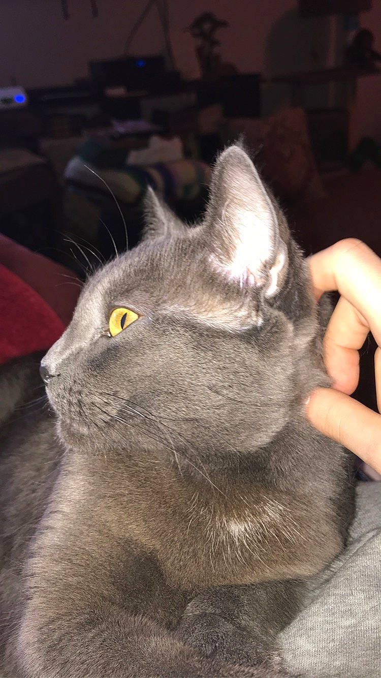 Mya is registered to the contest to win money with this photo: black_cat, british_shorthair, carnivore, cat, chartreux, domestic_short_haired_cat, eye, felidae, fur, grey, korat, russian_blue, small_to_medium_sized_cats, snout, terrestrial_animal, whiskers