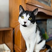 Maeve is registered to the contest to win money with this photo: cat, black_and_white, yellow_eyes, wooden_furniture, indoor, pet, animal, curious, sitting, portrait, feline, whiskers, close_up, domestic_cat, cute, furry, looking, household, blurred_background, alert