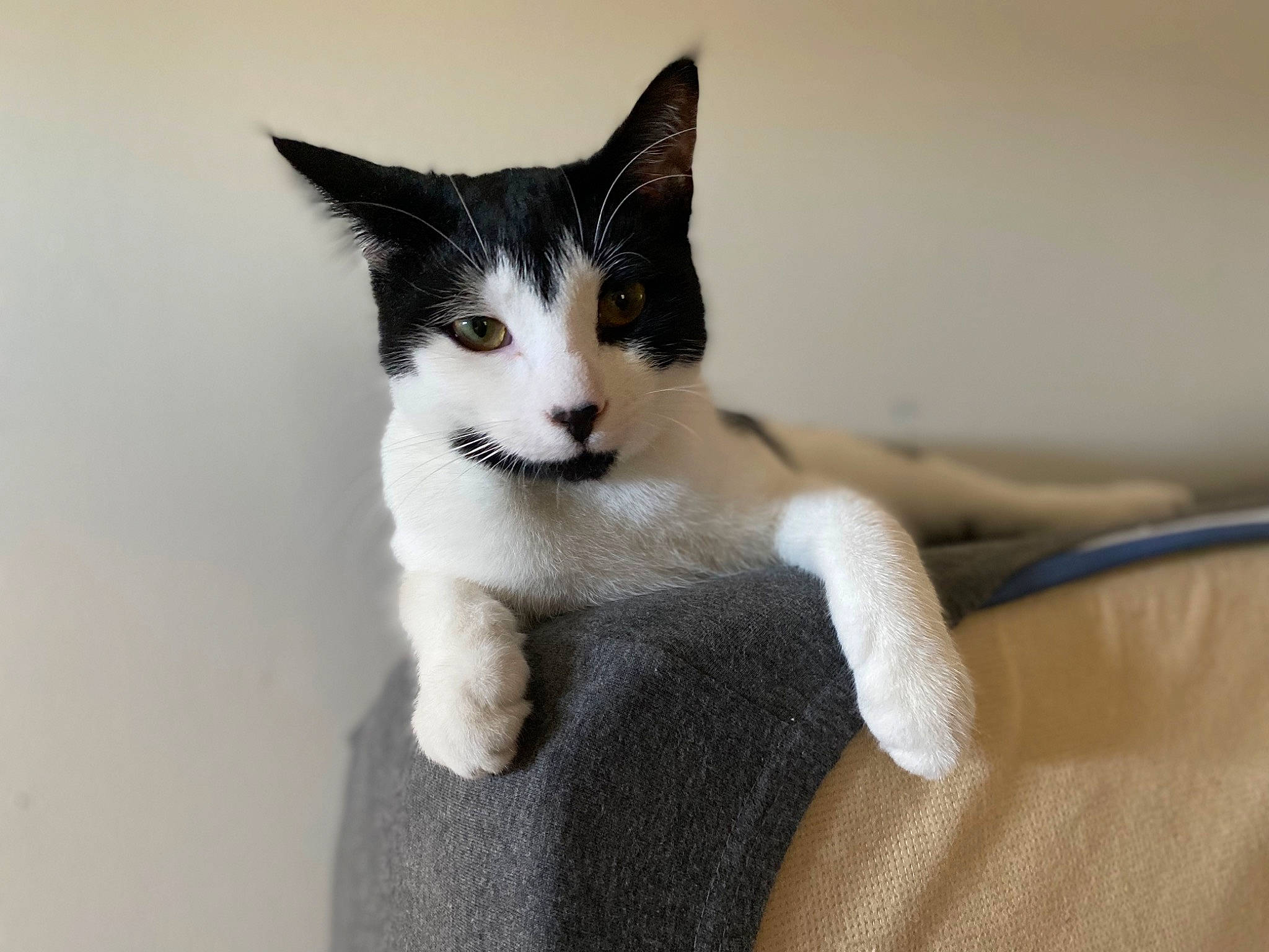 Maeve is registered to the contest to win money with this photo: carnivore, cat, claw, comfort, domestic_short_haired_cat, eyelash, felidae, fur, paw, sitting, small_to_medium_sized_cats, snout, tail, terrestrial_animal, whiskers