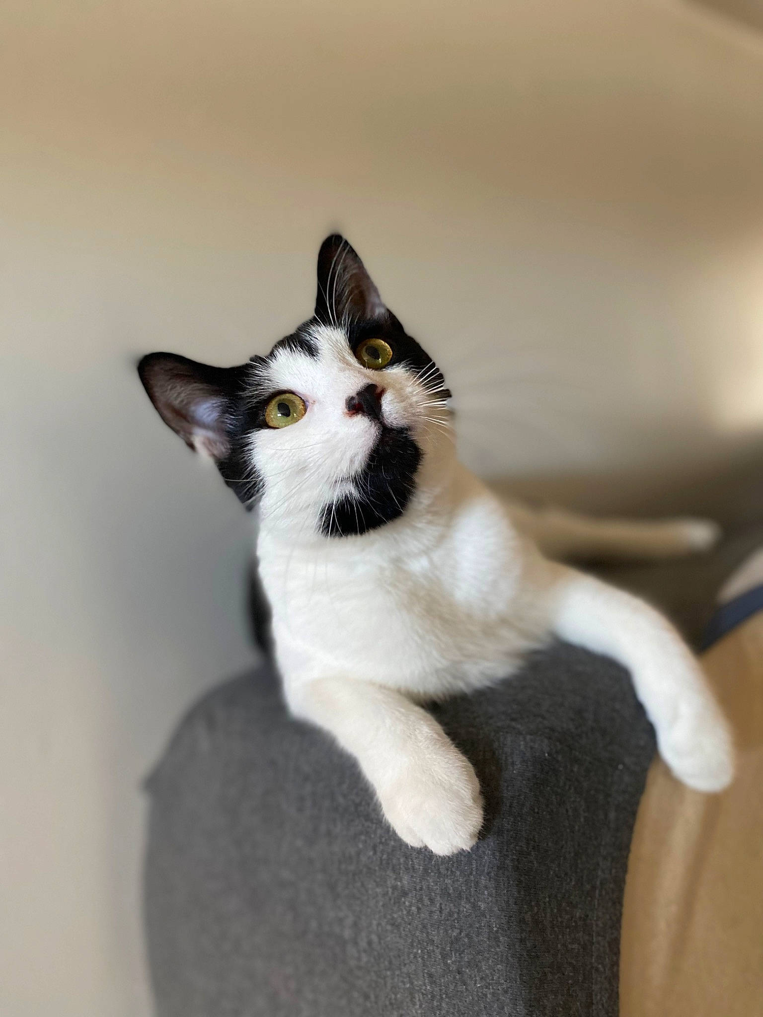 Maeve joined the competition — help win amazing prizes! canidae, carnivore, cat, claw, domestic_short_haired_cat, felidae, fur, paw, small_to_medium_sized_cats, tail, whiskers