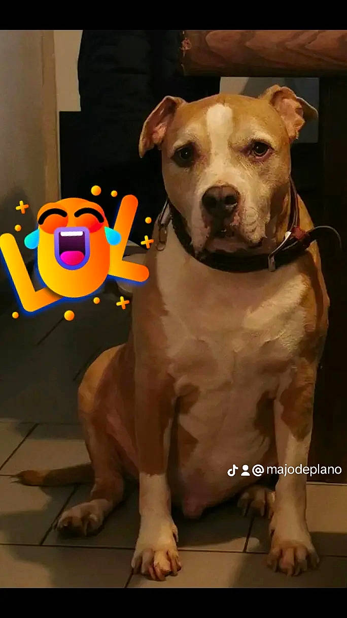 Jump participe au concours pour gagner de l'argent avec cette photo : ancient_dog_breeds, canidae, carnivore, collar, companion_dog, dog, dog_breed, dog_collar, dog_supply, fawn, flooring, guard_dog, molosser, non_sporting_group, paw, pet_supply, snout, sporting_group, working_animal, working_dog