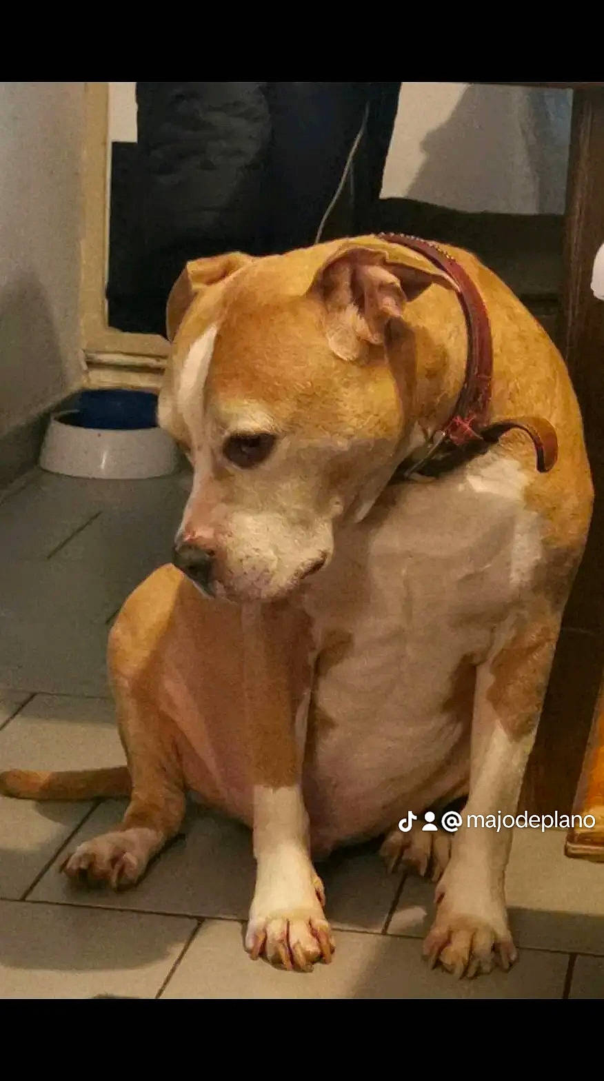 Jump a rejoint le concours — aidez-le/la à gagner de superbes lots ! ancient_dog_breeds, canidae, carnivore, companion_dog, dog, dog_breed, fawn, flooring, fur, non_sporting_group, paw, snout, sporting_group, toy_dog, whiskers, wood, working_animal