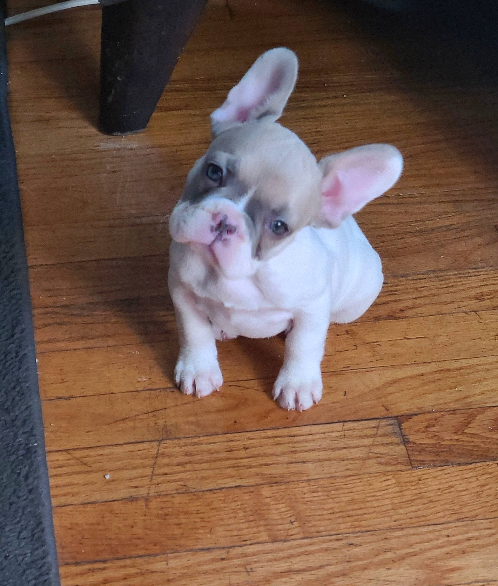 Rocxie joined the competition — help win amazing prizes! carnivore, companion_dog, dog, dog_breed, ear, eye, fawn, flooring, fur, hardwood, head, human_body, paw, snout, tail, terrestrial_animal, whiskers, wood, wood_stain, working_animal